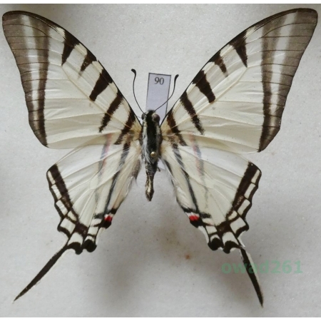 Graphium agesilaus Guerin & Percheron, 1835 Peru 67mm90